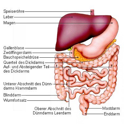 anatomie verdauungstrakt mensch